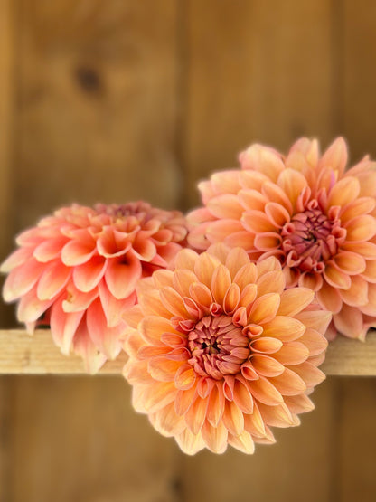 KA's® Whisper dahlia tuber — photo 3