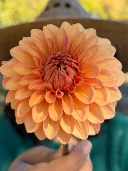 KA's® Whisper dahlia tuber — photo 4