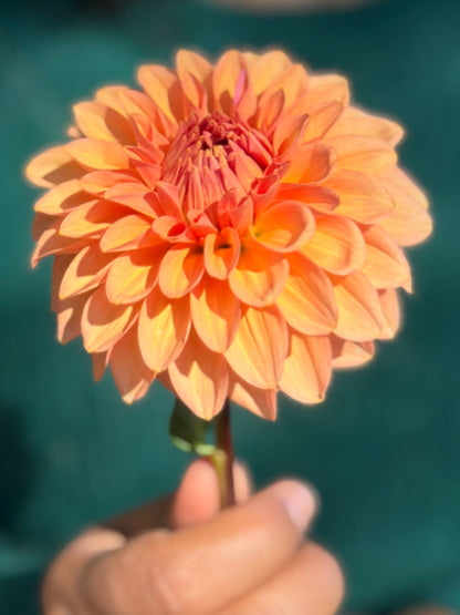 KA's® Whisper dahlia tuber — photo 5