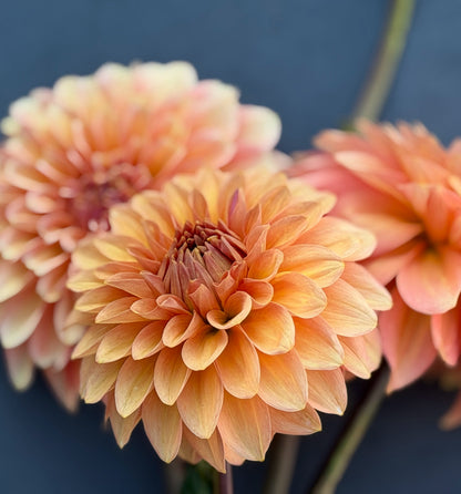 KA's® Whisper dahlia tuber — photo 6