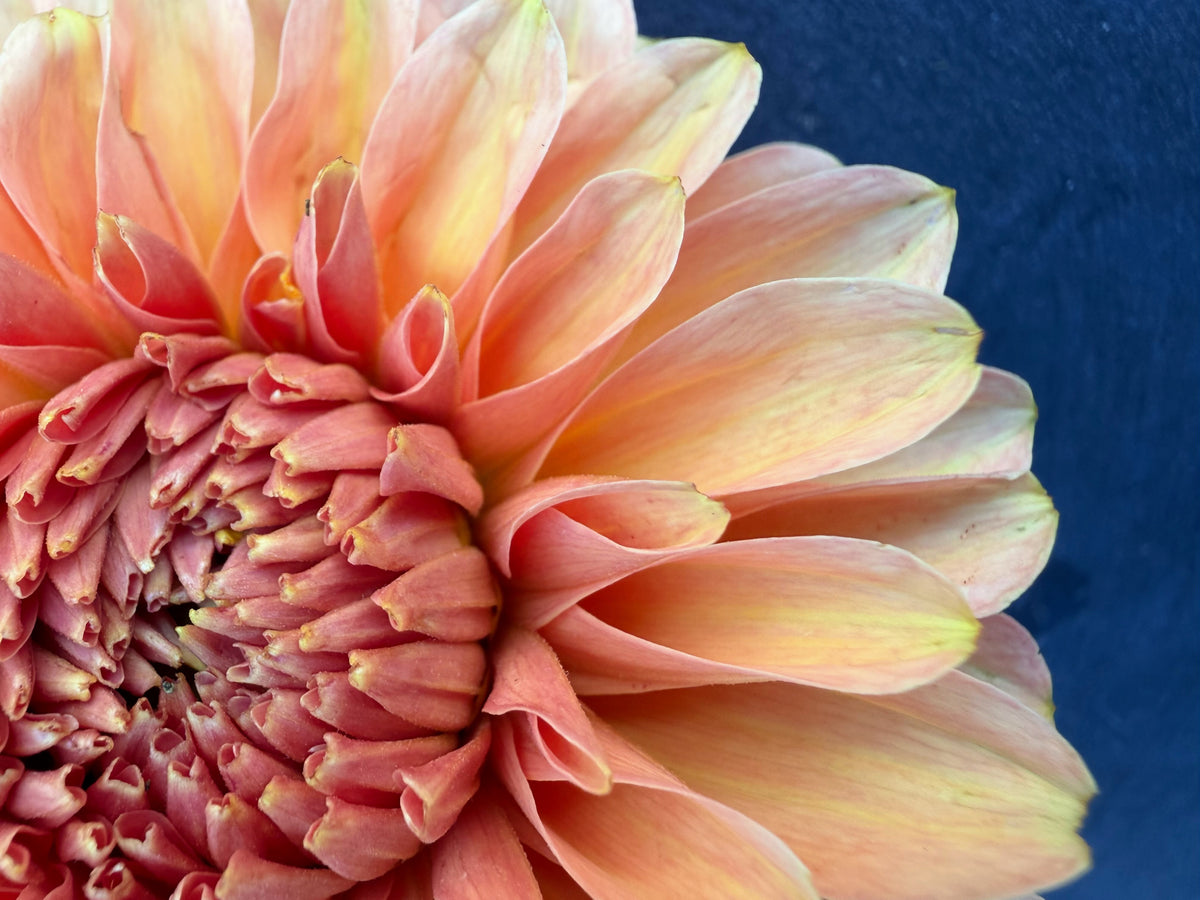 KA's® Whisper dahlia tuber — photo 7