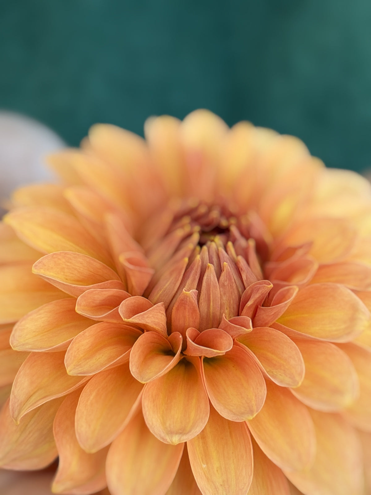 KA's® Whisper dahlia tuber — photo 8