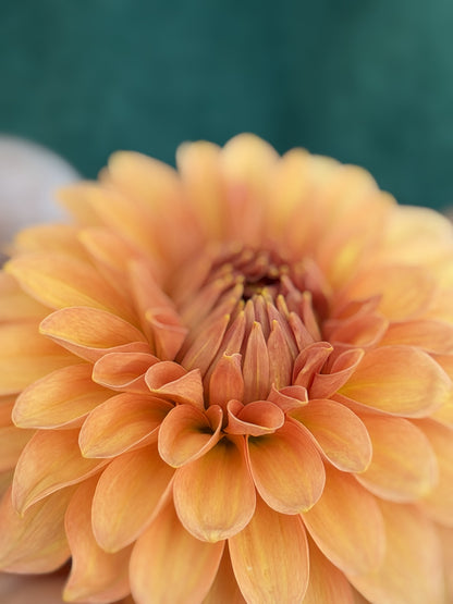 KA's® Whisper dahlia tuber — photo 8