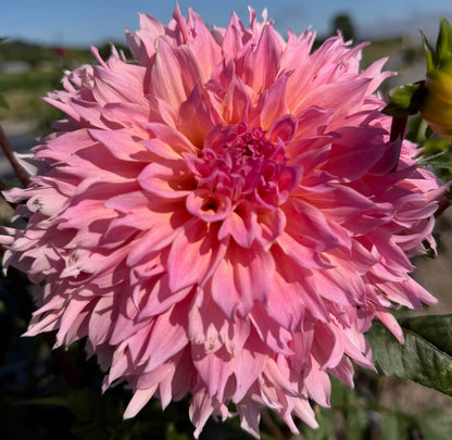 Lee's Pink Grapefruit dahlia, pink laciniated bloom, view 2