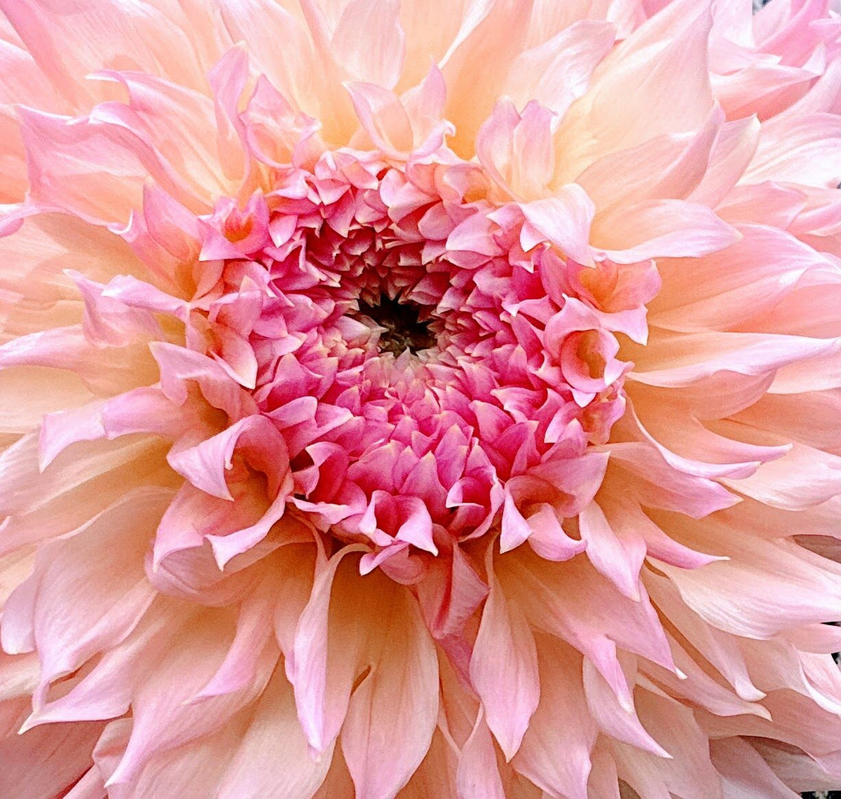 Lee's Pink Grapefruit dahlia, pink laciniated bloom, view 3