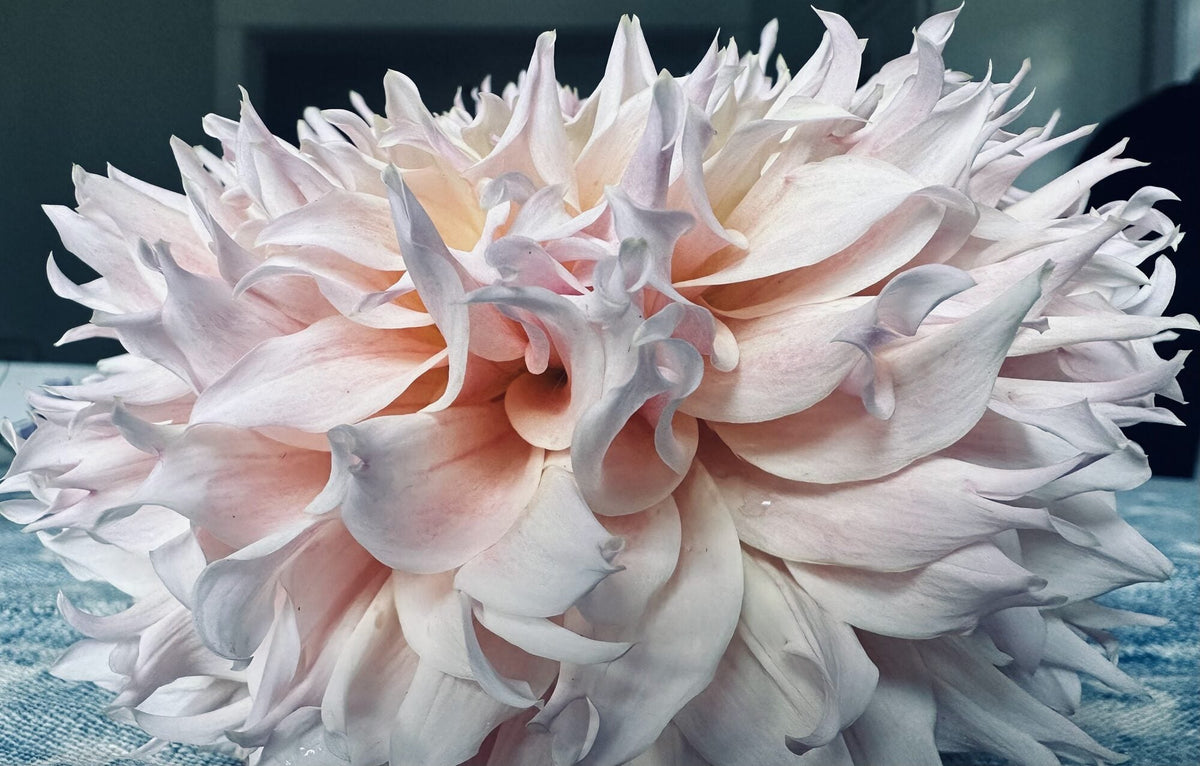 Lee's Pink Grapefruit dahlia, pink laciniated bloom, view 4