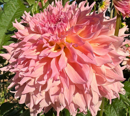 Lee's Pink Grapefruit dahlia, pink laciniated bloom, view 6