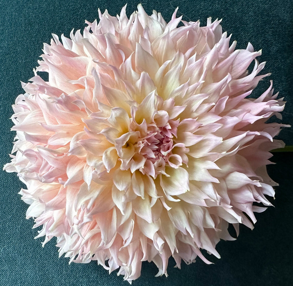 Lee's Pink Grapefruit dahlia, pink laciniated bloom
