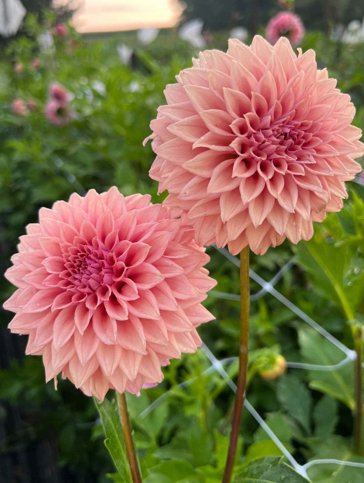 Lee's Swiss Miss dahlia, photo 1