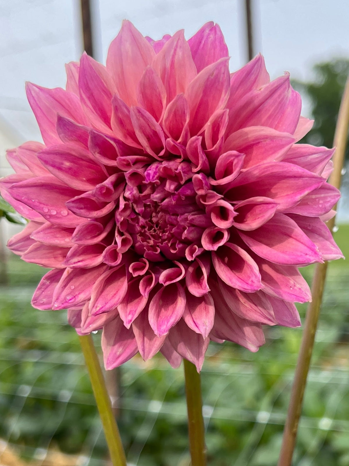 Lee's Swiss Miss dahlia, photo 2