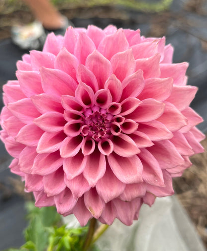 Lee's Swiss Miss dahlia, photo 3
