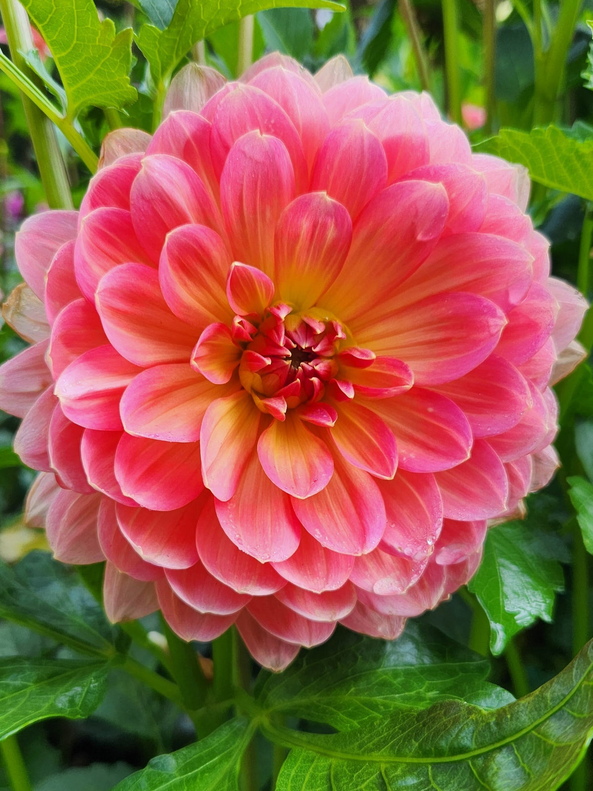 Maks Betty Lyn dahlia, pink waterlily bloom