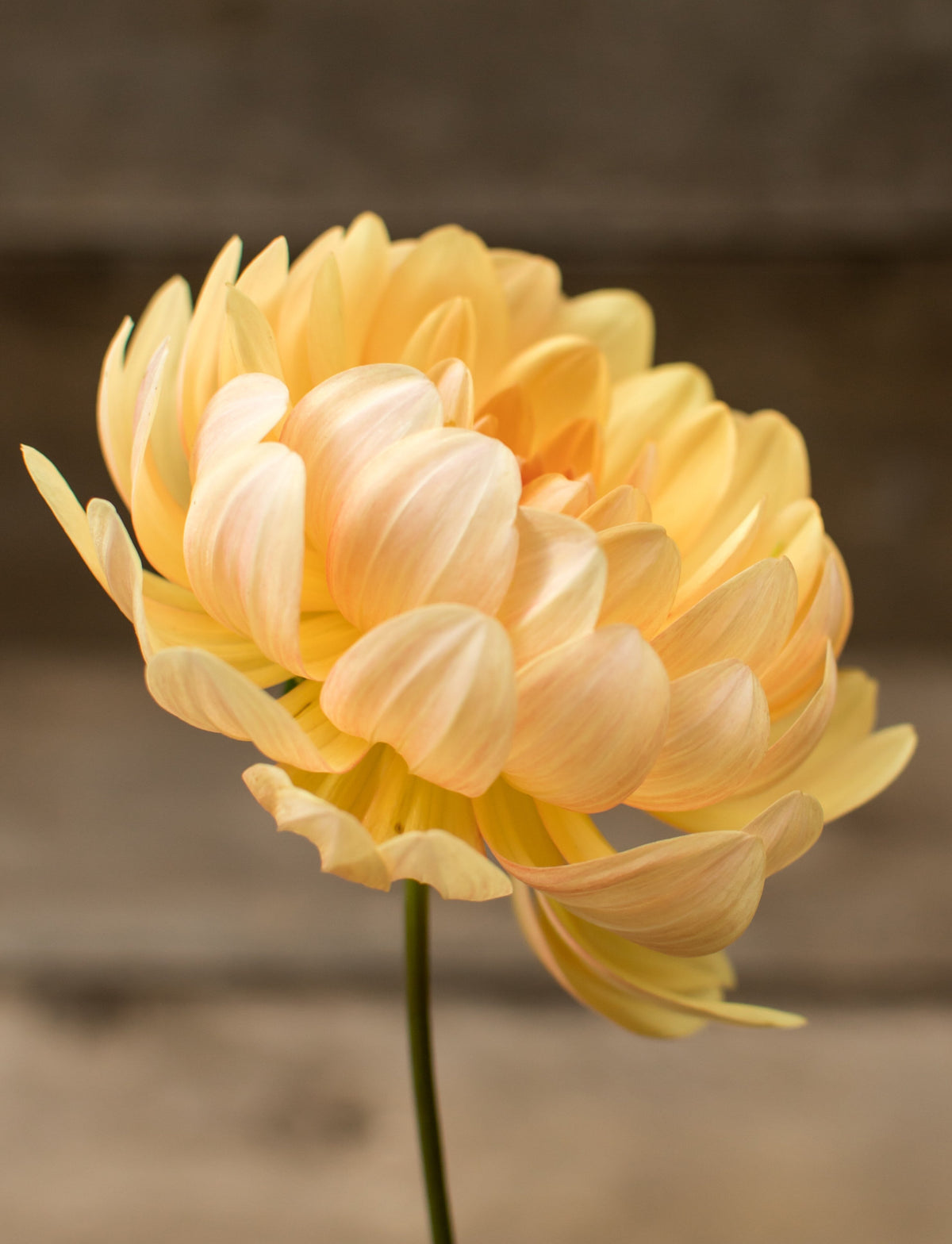 Maks Georgia dahlia, yellow waterlily bloom