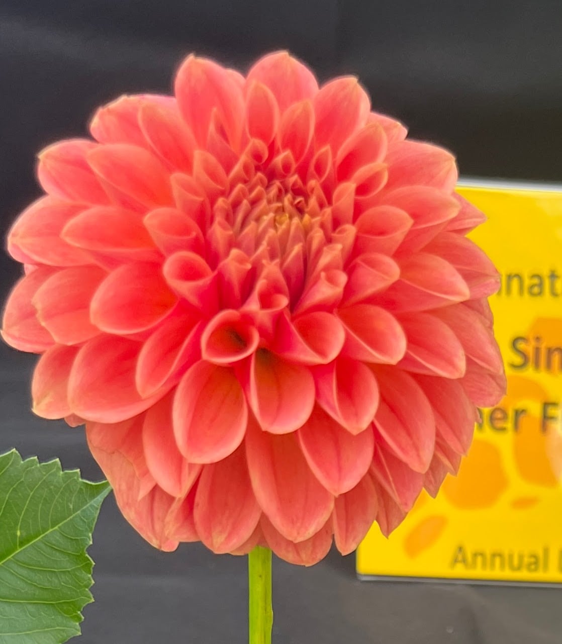 Marryn's Farmer Finn dahlia, photo 2