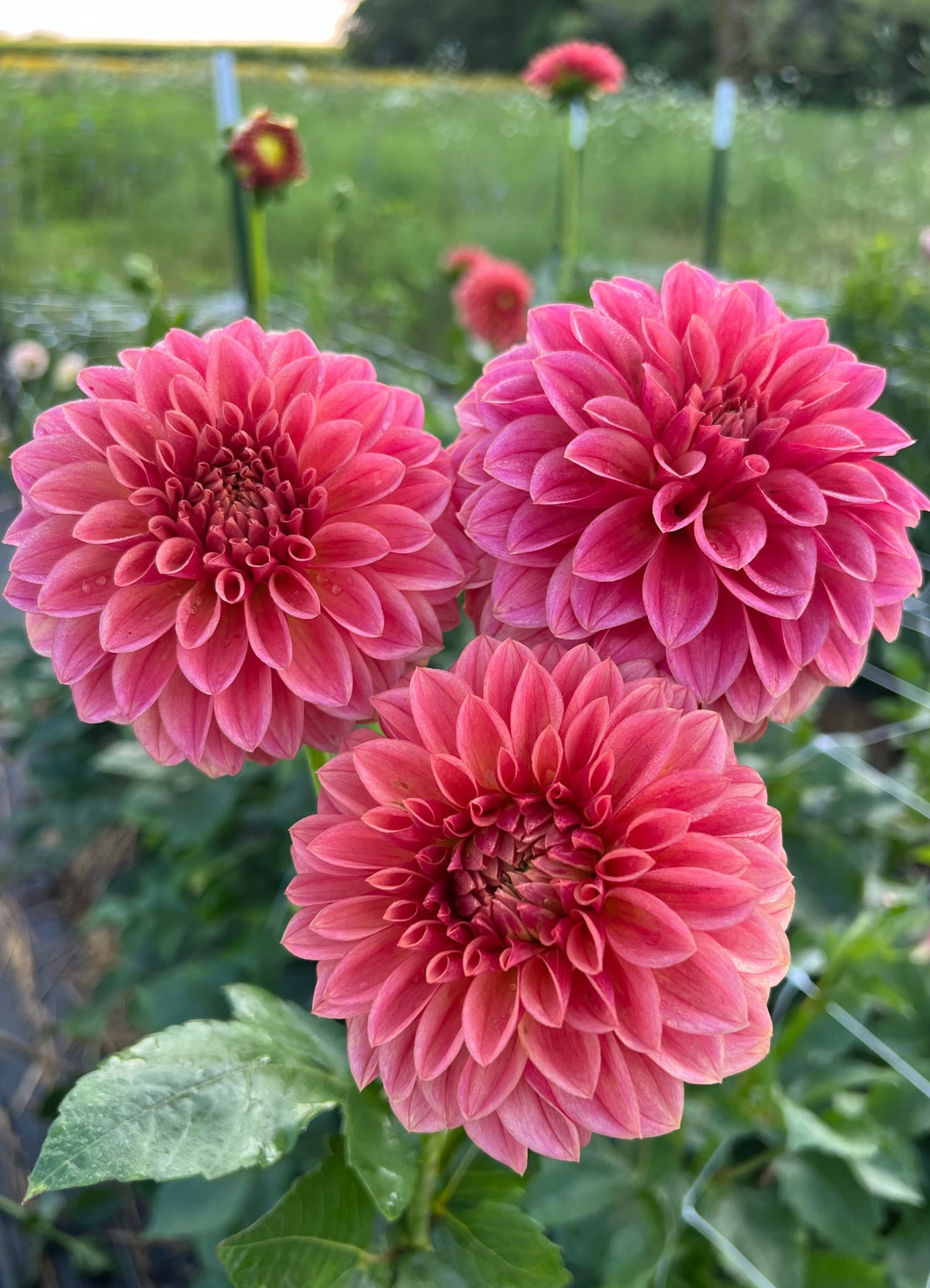 Marryn's Farmer Finn dahlia, photo 3