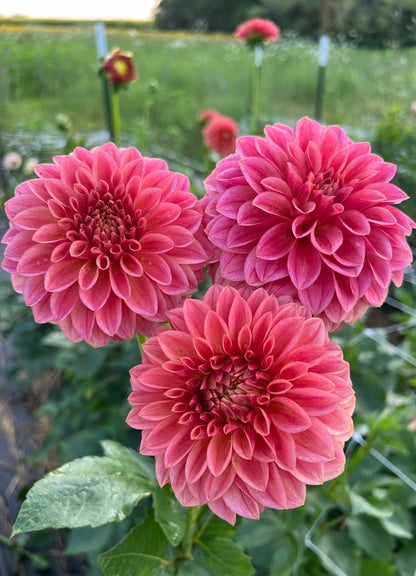 Marryn's Farmer Finn dahlia, photo 3
