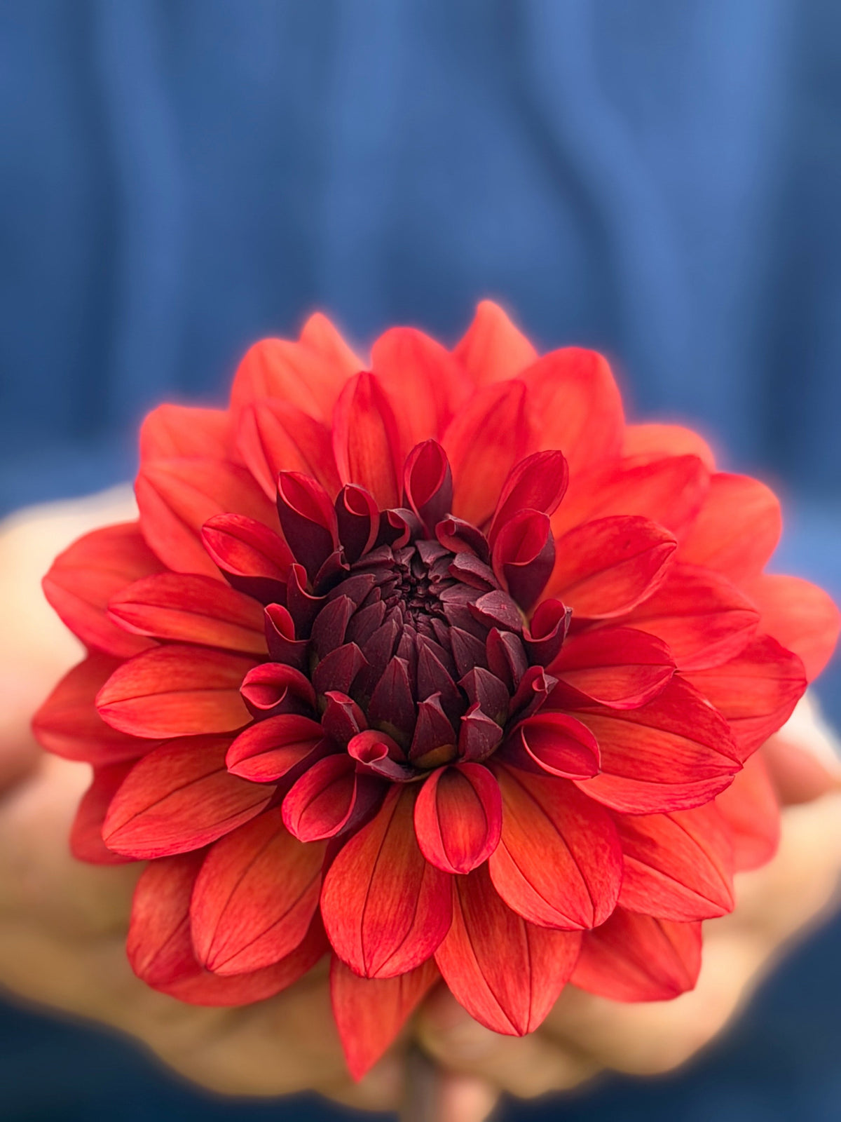 Missis Miley dahlia, red formal decorative bloom, view 2
