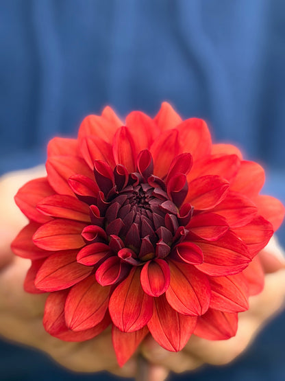 Missis Miley dahlia, red formal decorative bloom, view 2