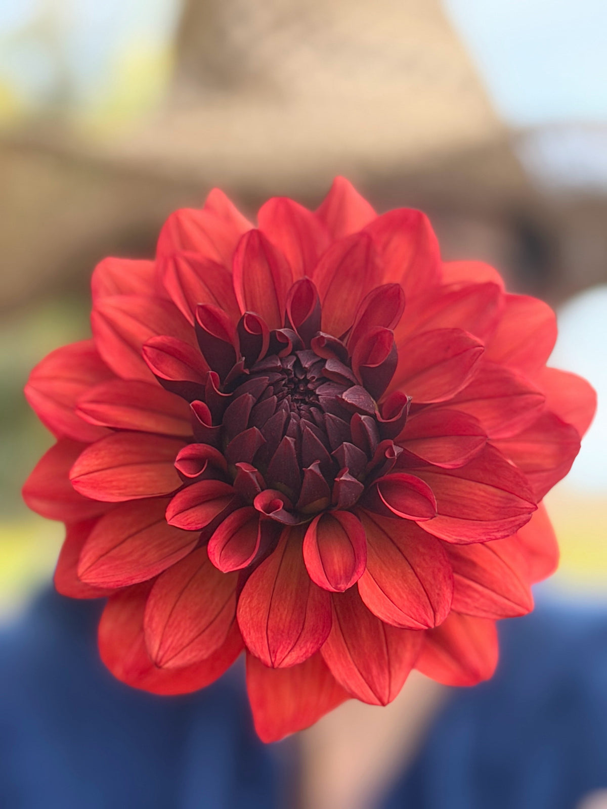 Missis Miley dahlia, red formal decorative bloom, view 3