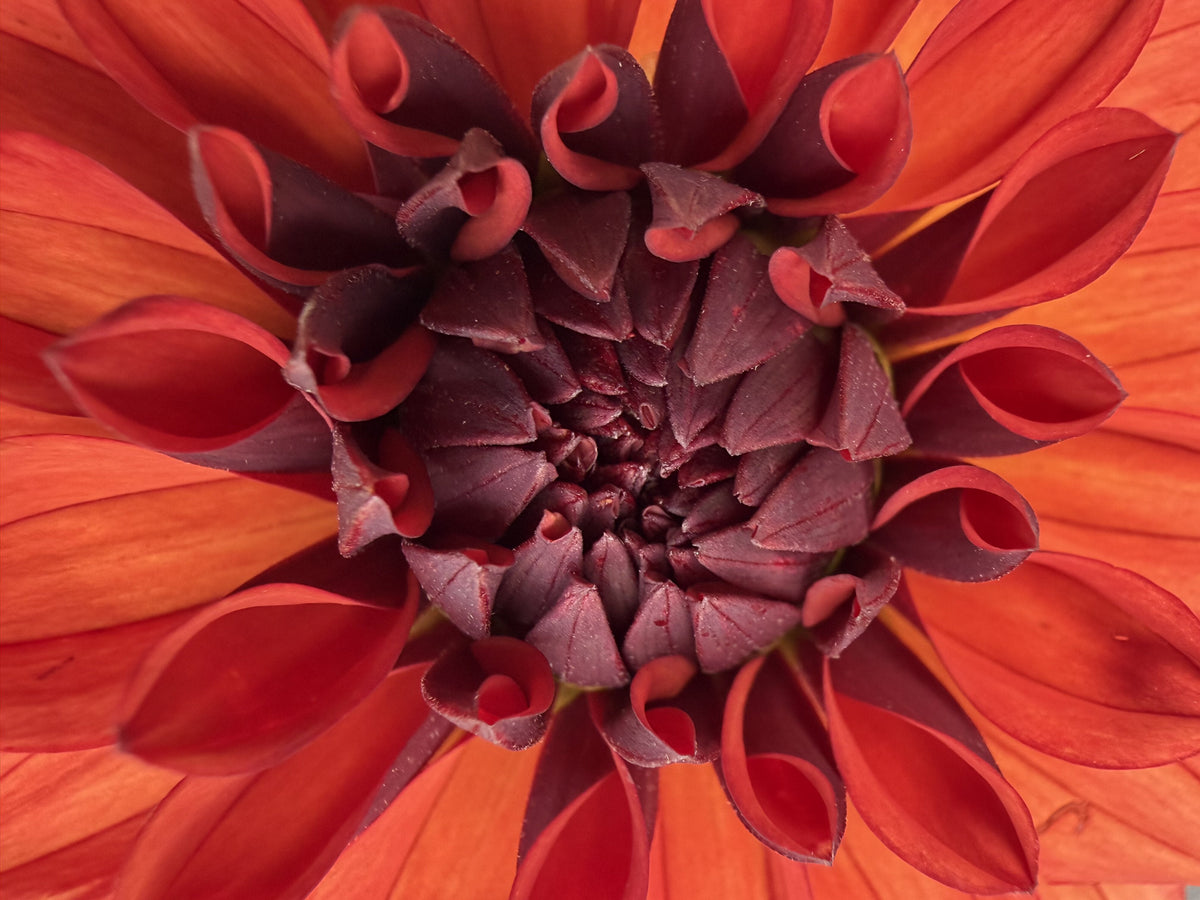 Missis Miley dahlia, red formal decorative bloom, view 4