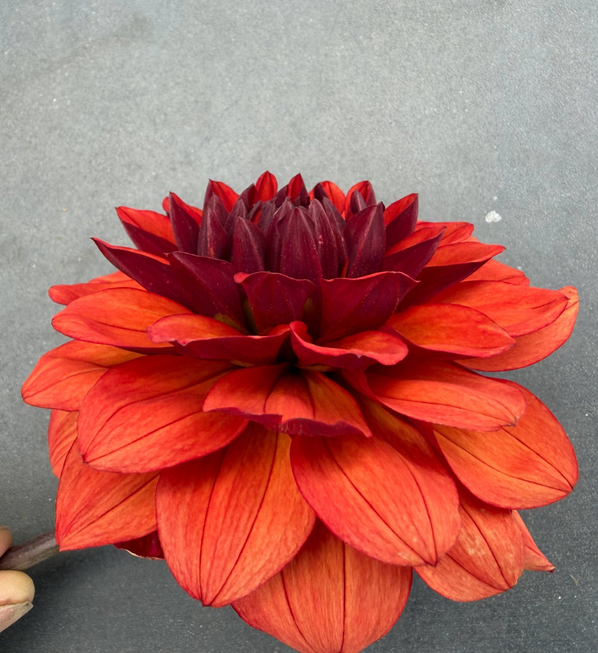 Missis Miley dahlia, red formal decorative bloom, view 5