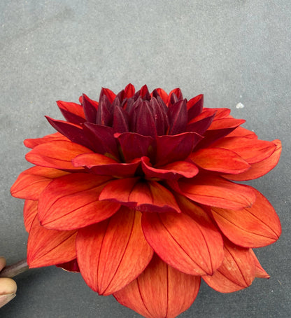 Missis Miley dahlia, red formal decorative bloom, view 5