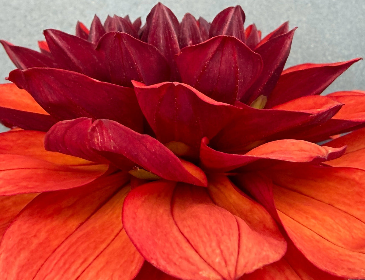 Missis Miley dahlia, red formal decorative bloom, view 6