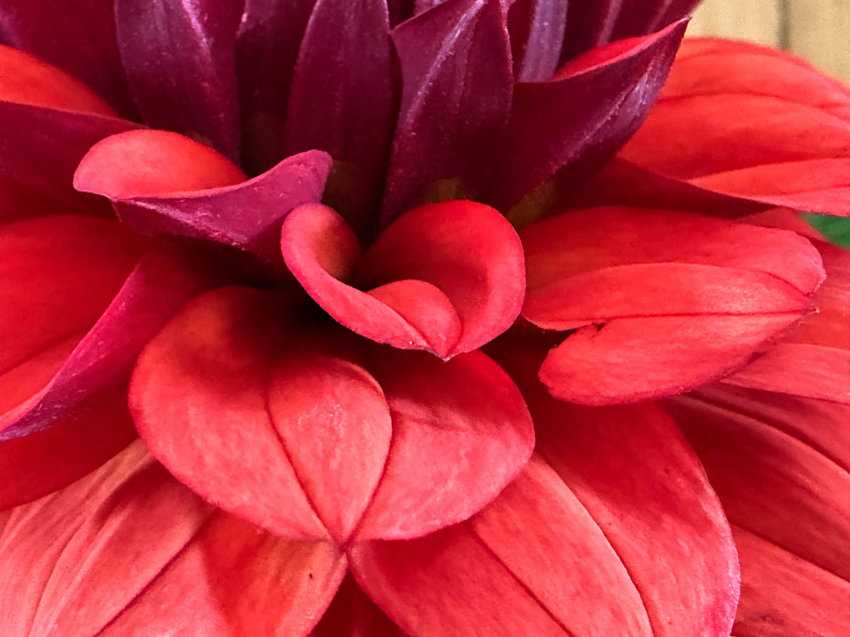 Missis Miley dahlia, red formal decorative bloom, view 7