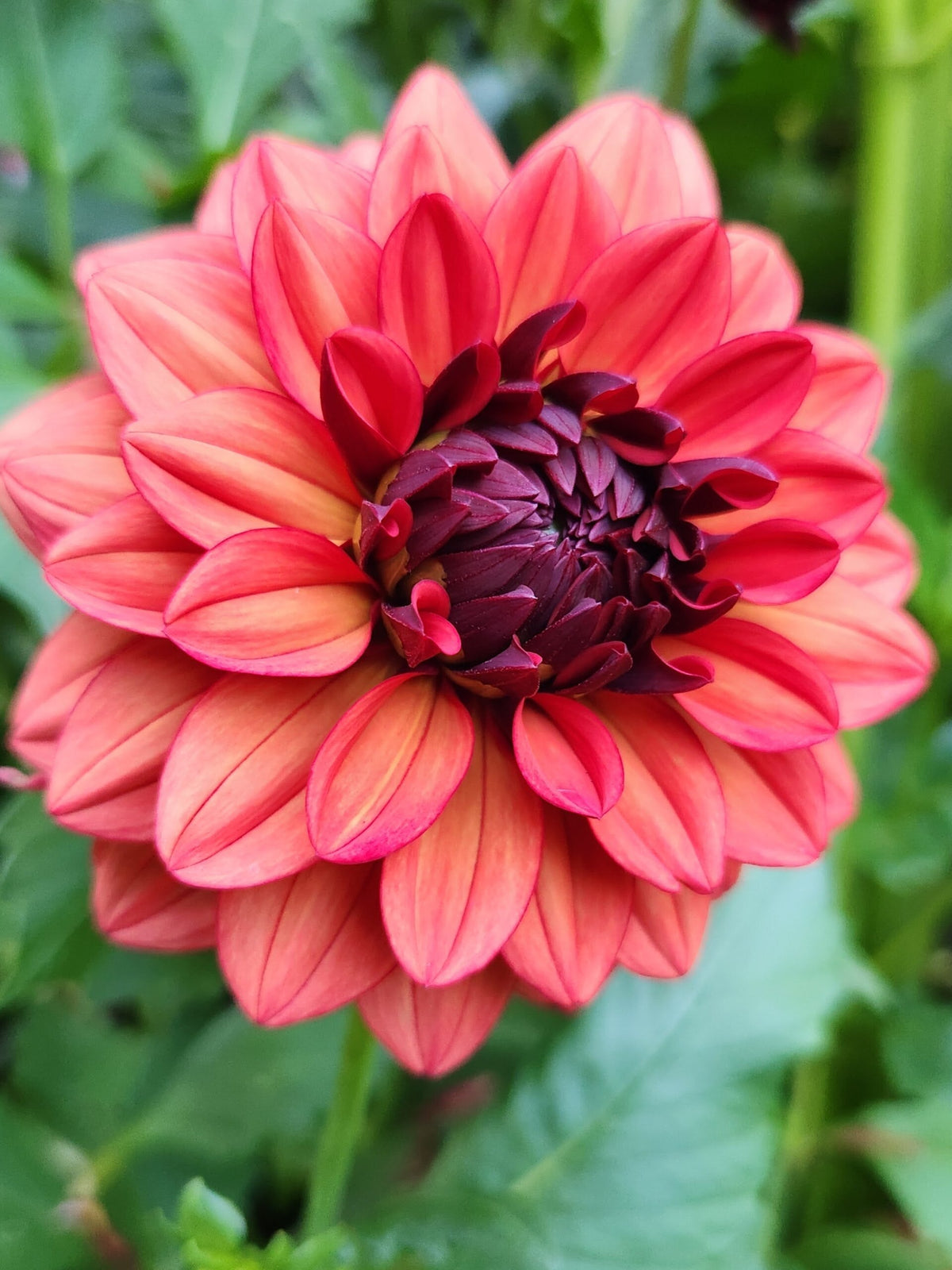 Missis Miley dahlia, red formal decorative bloom