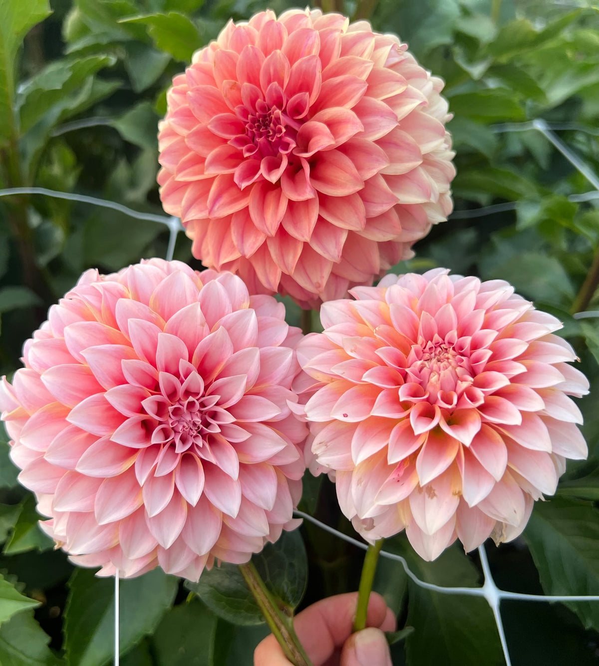 Peaches n Cream