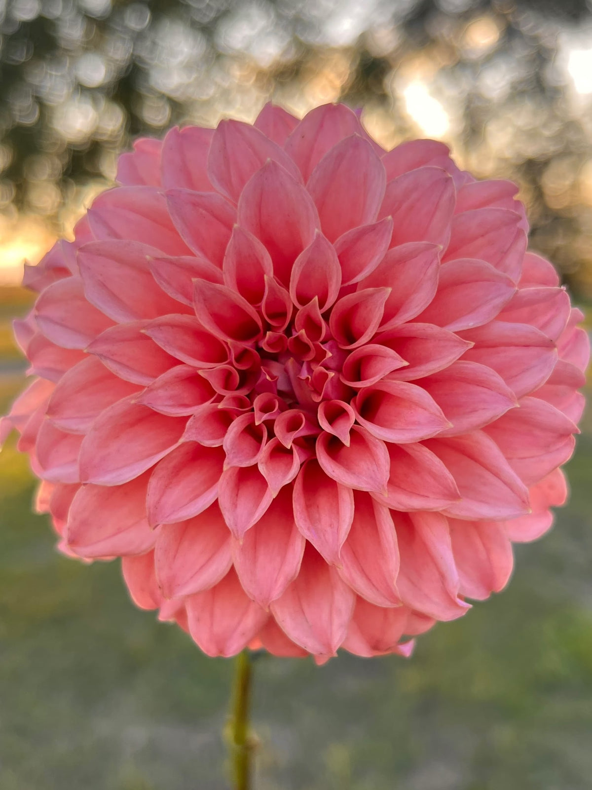 Peaches n Cream dahlia, photo 2