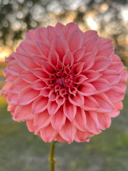 Peaches n Cream dahlia, photo 2