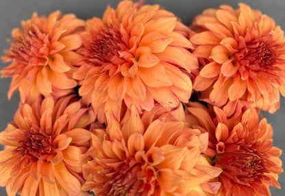 River's Can't Elope dahlia, pink stellar bloom, view 2
