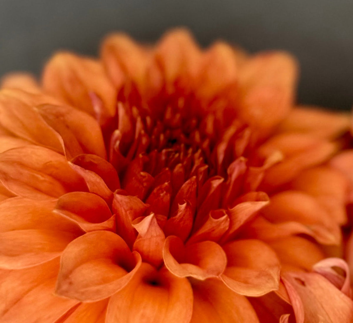 River's Can't Elope dahlia, pink stellar bloom, view 3