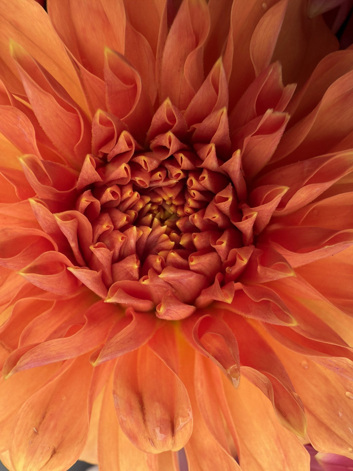 River's Can't Elope dahlia, pink stellar bloom, view 4