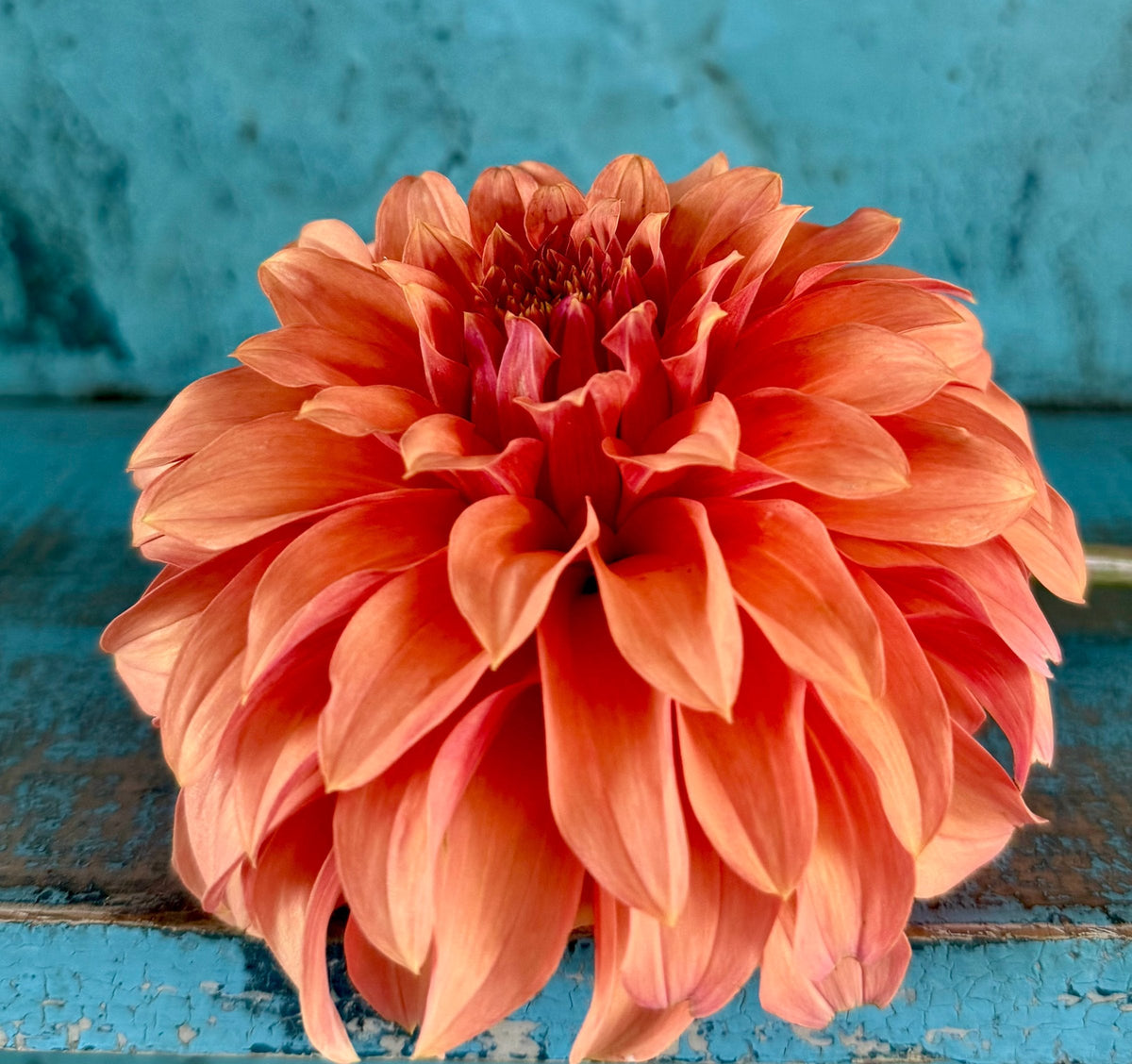 River's Can't Elope dahlia, pink stellar bloom, view 6