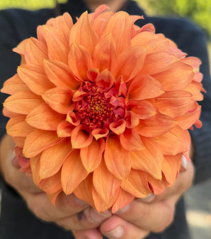 River's Can't Elope dahlia, pink stellar bloom