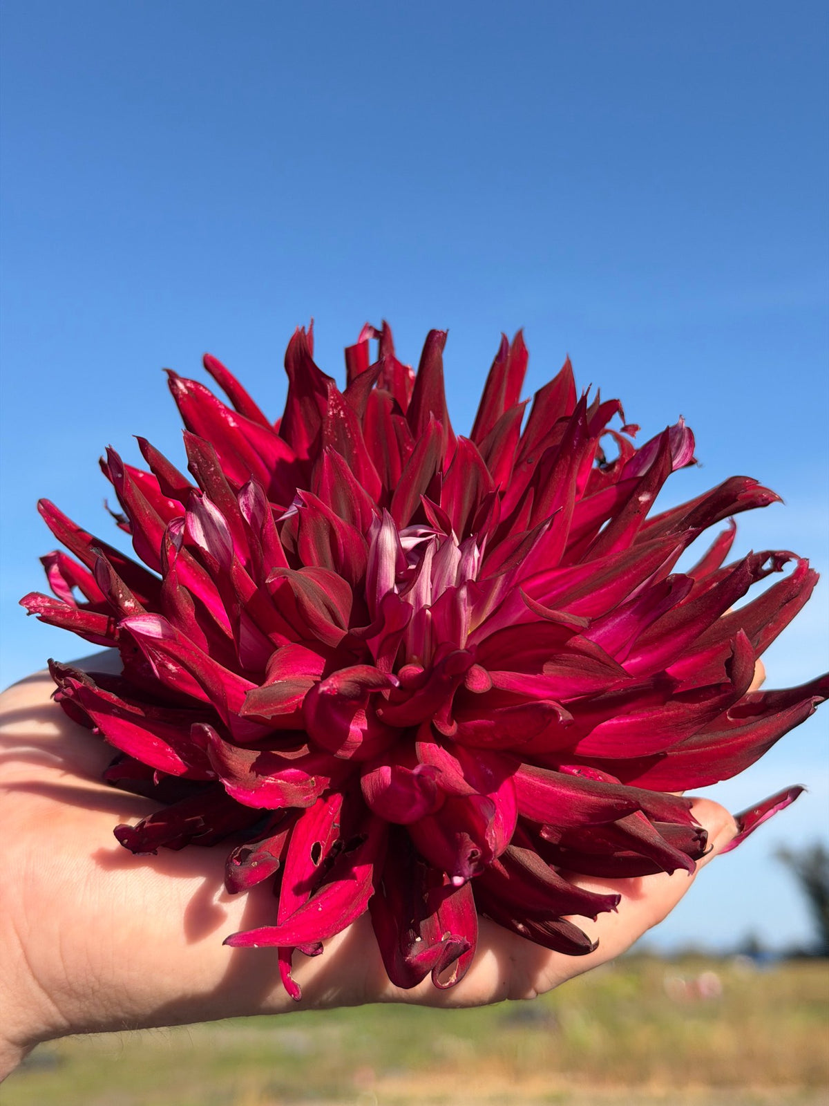 River's Coal Mine dahlia, photo 1