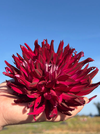 River's Coal Mine dahlia, photo 1
