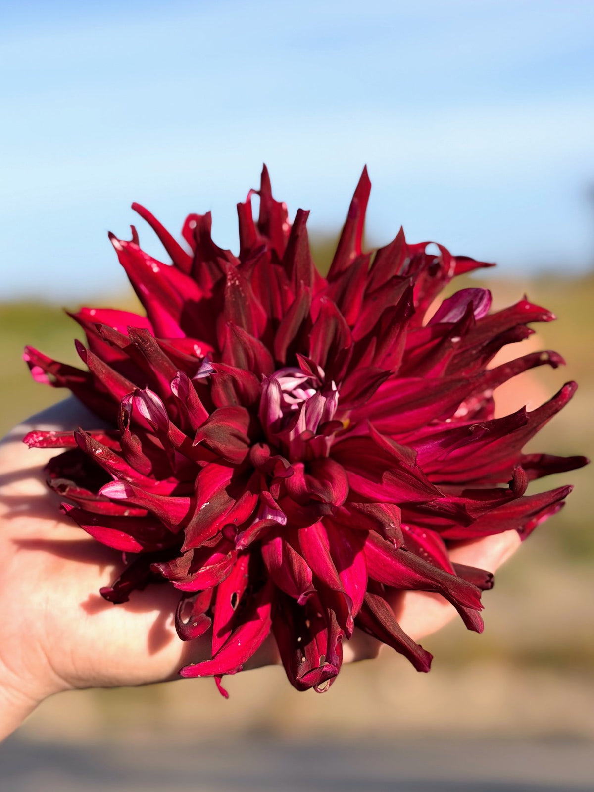 River's Coal Mine dahlia, photo 2