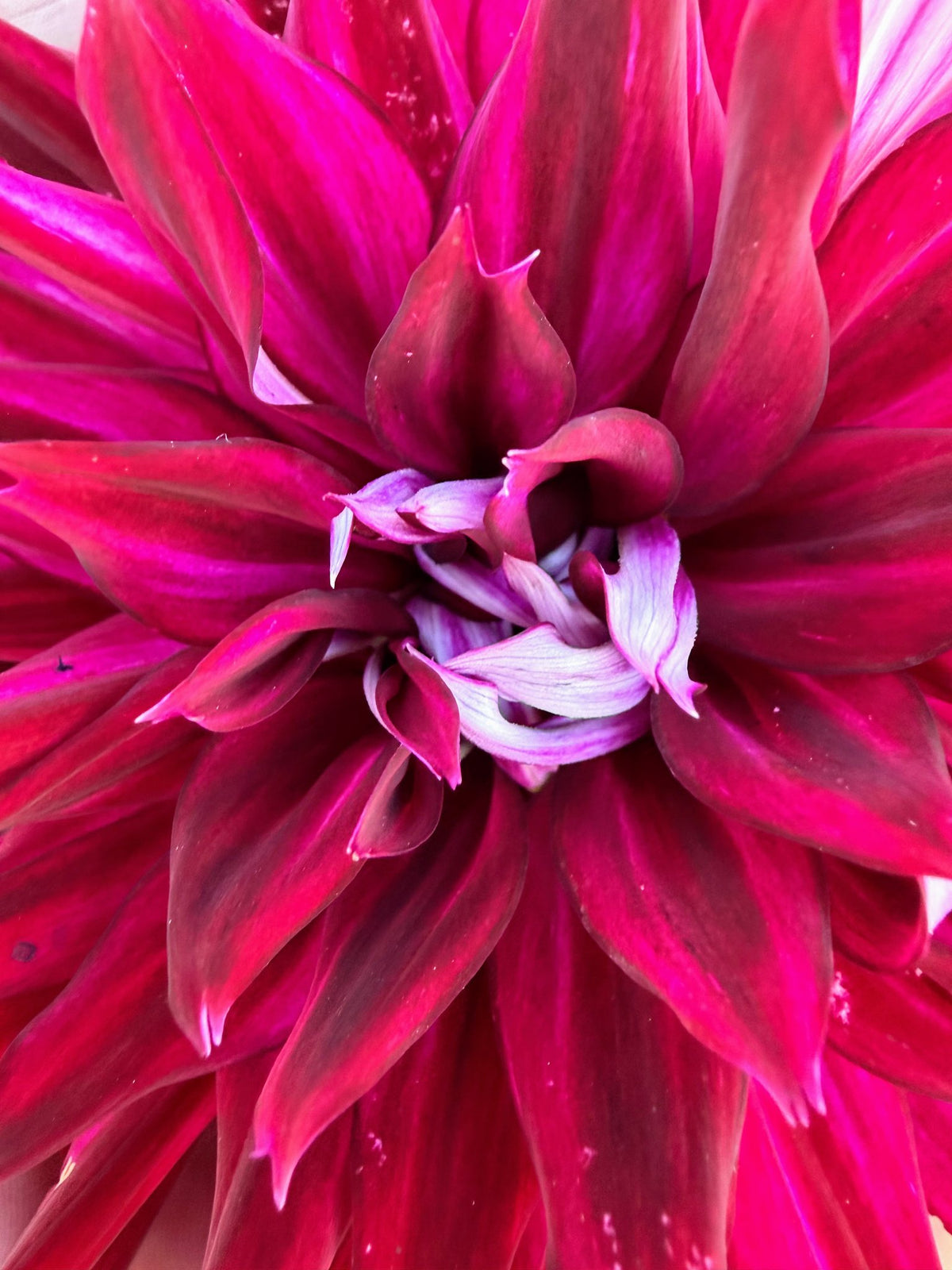 River's Coal Mine dahlia, photo 3