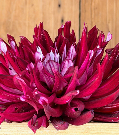 River's Coal Mine dahlia, photo 4