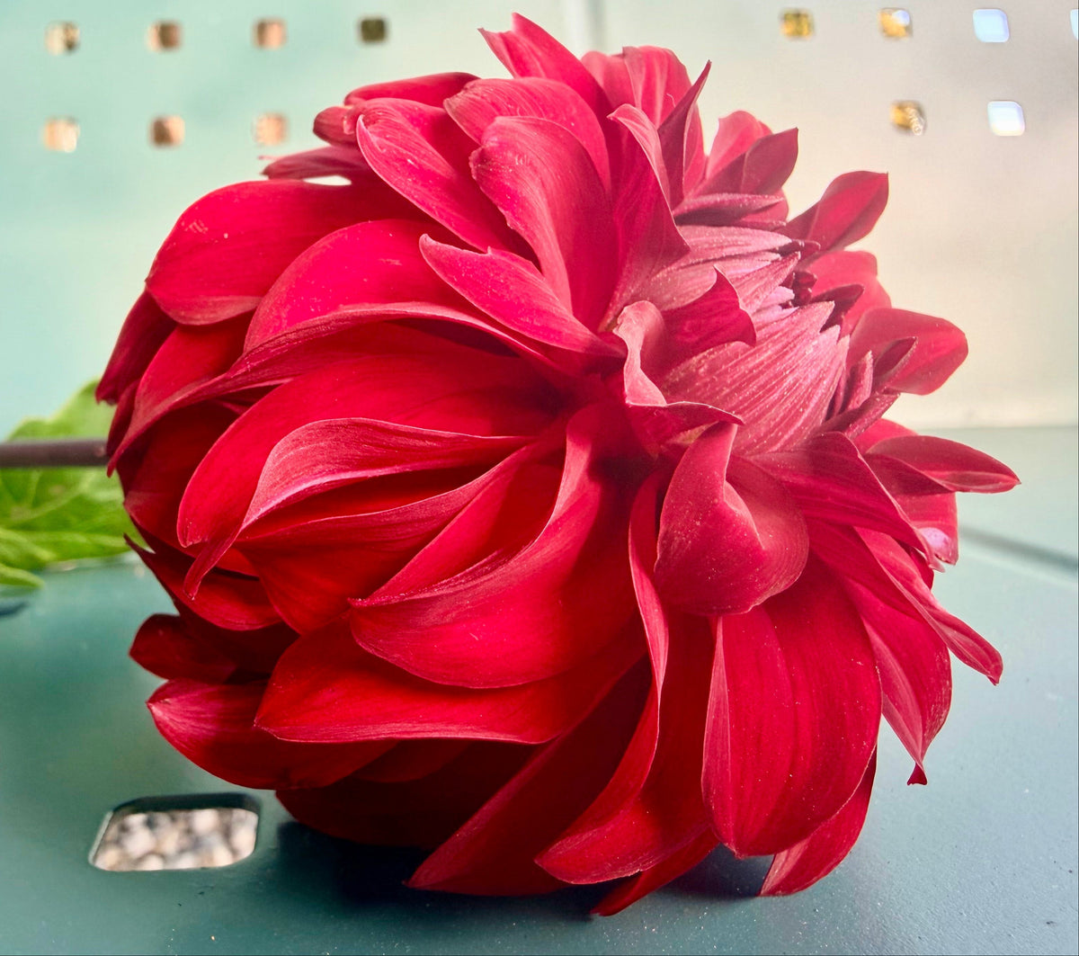 River's Ruby dahlia, red formal decorative bloom