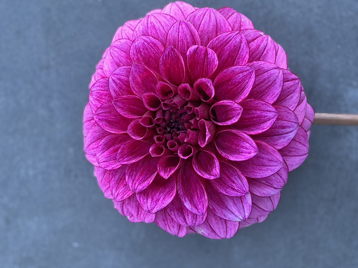 RM Berry Bliss dahlia, purple formal decorative bloom, view 3