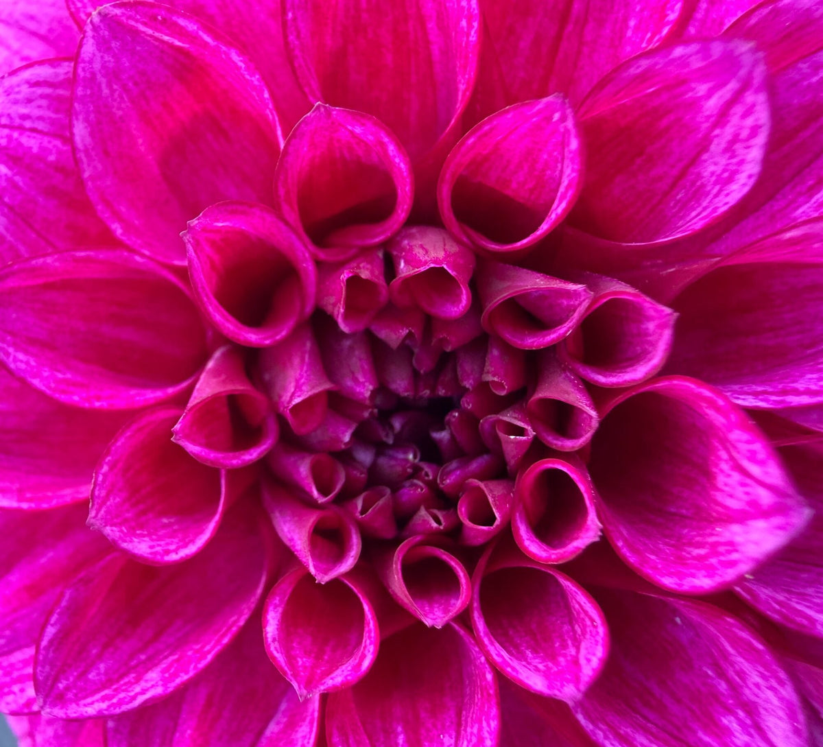 RM Berry Bliss dahlia, purple formal decorative bloom, view 4