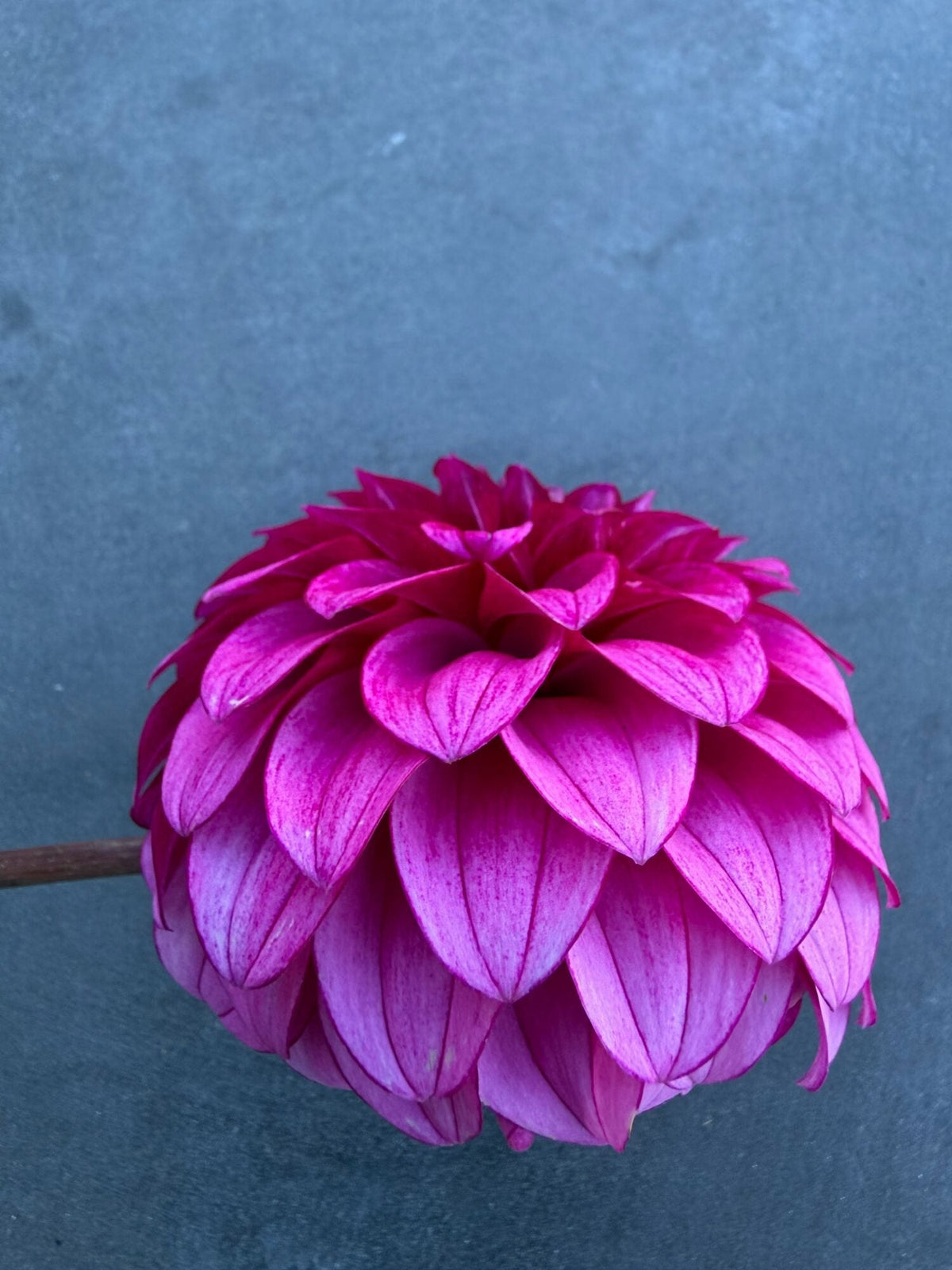 RM Berry Bliss dahlia, purple formal decorative bloom, view 5