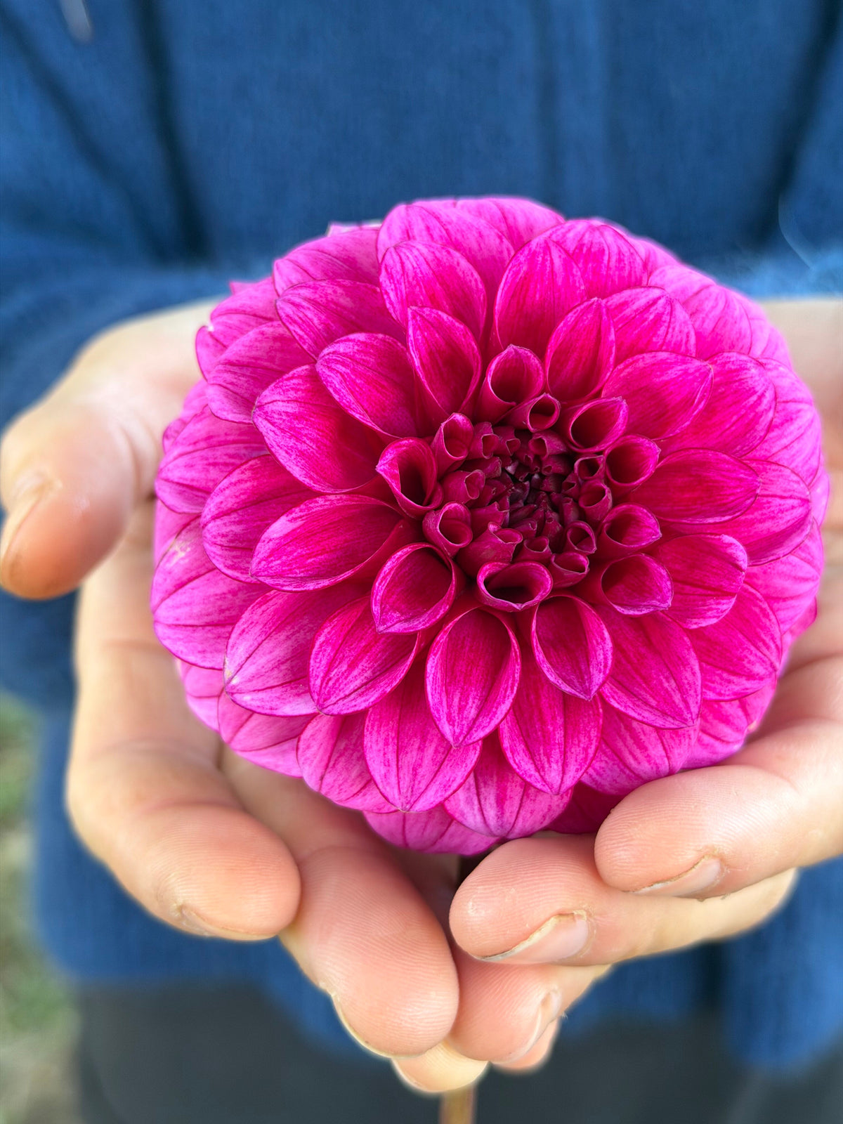 RM Berry Bliss dahlia, purple formal decorative bloom