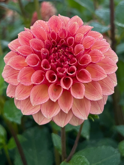RM Cinnamon dahlia, photo 1