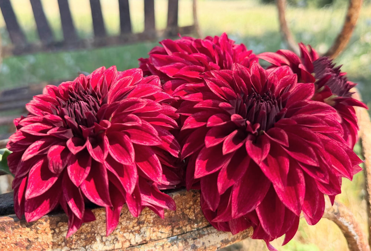 RM Dragon's Blood dahlia, red formal decorative bloom, view 2