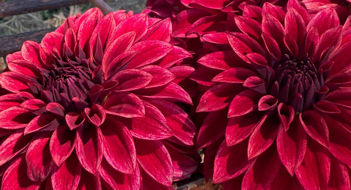 RM Dragon's Blood dahlia, red formal decorative bloom, view 3